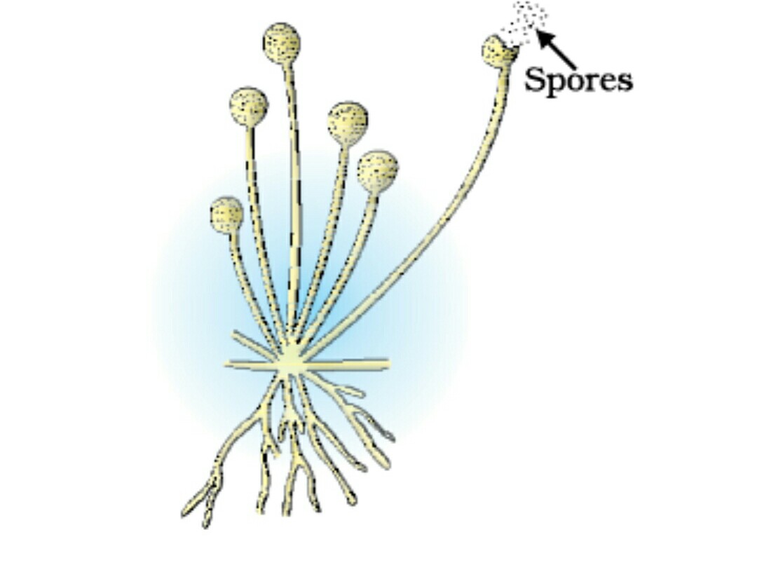 Споры формируются в коробочках на ножках. Ризопус. Spore formation in Rhizopus. Ризопус со спорами. Стилоспорангий ризопус.